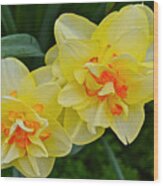 2015 Spring At The Gardens Tango Daffodil Wood Print