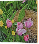 2016 Acewood Tulips And Daffodils Wood Print