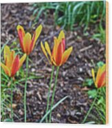 2016 Mid May Meadow Garden Tulips Wood Print