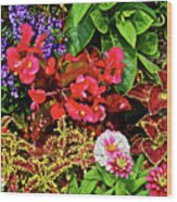 2017 Mid July At The Gardens Begonia And Coleus Wood Print