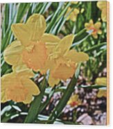 2017 Spring Gardens April Daffodils 1 Wood Print