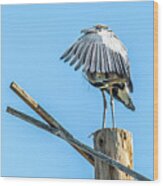 Great Blue Heron #24 Wood Print