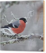 Eurasian Bullfinch #12 Wood Print