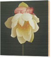 Lotus Bud Wood Print