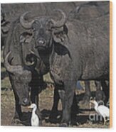 African Buffalo Syncerus Caffer #3 Wood Print