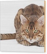 Bengal Cat #3 Wood Print