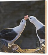 Black-browed Albatross Couple #3 Wood Print