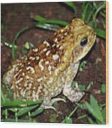 Cane Toad #3 Wood Print