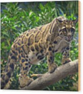 Clouded Leopard Neofelis Nebulosa #3 Wood Print