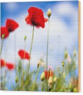 Corn Poppy Flowers #3 Wood Print