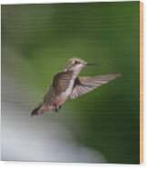 Female Ruby Throated Hummingbird #3 Wood Print