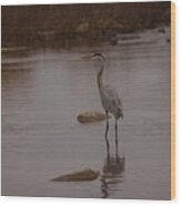 Great Blue Heron #3 Wood Print