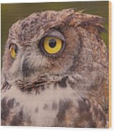 Great Horned Owl  #3 Wood Print