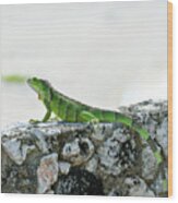 Green Iguana #3 Wood Print