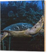 Hawksbill Turtle #3 Wood Print