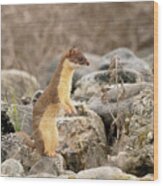 Long Tailed Weasel #15 Wood Print