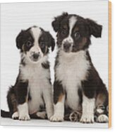 Mini American Shepherd Puppies #3 Wood Print