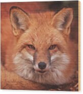 Red Fox  #3 Wood Print