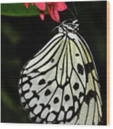 Rice Paper Butterfly #3 Wood Print