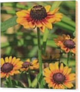 Rudbeckia Named Toto Rustic #2 Wood Print