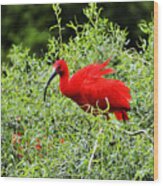 Scarlet Ibis #4 Wood Print