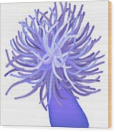 Sea Anemone #3 Wood Print