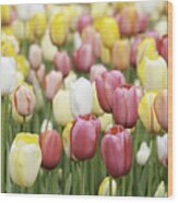 Tulip Garden #3 Wood Print