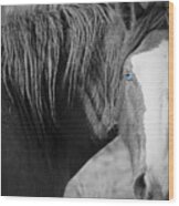 Wild Mustang Horse #1 Wood Print