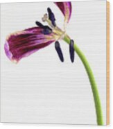 Wilting Purple Petaled Tulip #3 Wood Print