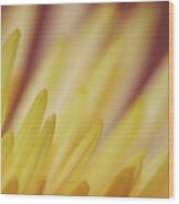 Yellow Mum Petals #3 Wood Print