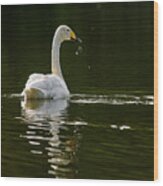 Whooper Swan #30 Wood Print