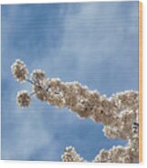 Cherry Blossoms #303 Wood Print