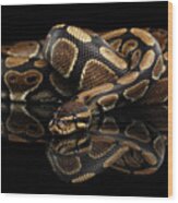 Ball Or Royal Python Snake On Isolated Black Background #4 Wood Print