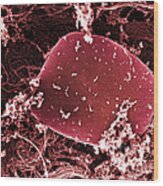 Blood Platelets, Sem #4 Wood Print