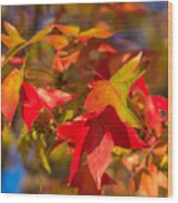 Fall Foliage #4 Wood Print