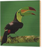 Keel-billed Toucan #4 Wood Print