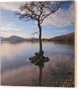Loch Lomond Tree #3 Wood Print
