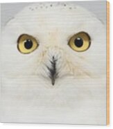 Owl #5 Wood Print