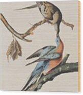 Passenger Pigeon Wood Print