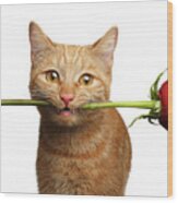 Portrait Of Ginger Cat Brought Rose As A Gift Wood Print