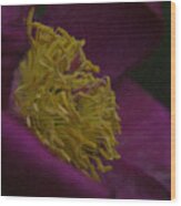 Purple Flower #4 Wood Print