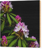 West Virginia State Flower #3 Wood Print