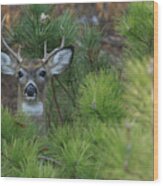 White Tailed Deer Calverton New York #4 Wood Print