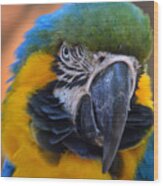 40- Blue And Gold Macaw Wood Print