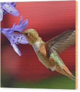 Hummingbird #49 Wood Print