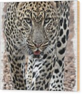 African Leopard #5 Wood Print