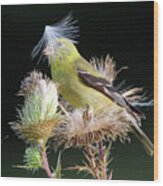 American Goldfinch Stony Brook New York #5 Wood Print