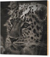 Amur Leopard #5 Wood Print