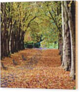 Autumn In The Park Wood Print