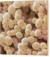 Enterococcus Faecium, Sem #5 Wood Print